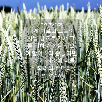 Picture 04 - 스가랴 5:11 KOR - 내게 이르되 그들이 시날 땅으로 - Bible Verse Picture