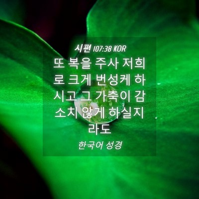 Picture 04 - 시편 107:38 KOR - 또 복을 주사 저희로 크게 번성케 - Bible Verse Picture