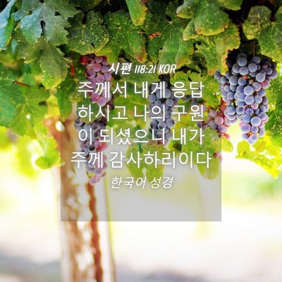Picture 04 - 시편 118:21 KOR - 주께서 내게 응답하시고 나의 구원이 - Bible Verse Picture