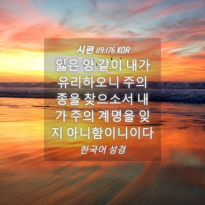 Picture 04 - 시편 119:176 KOR - 잃은 양 같이 내가 유리하오니 주의 - Bible Verse Picture