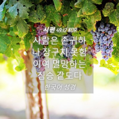 Picture 04 - 시편 49:12 KOR - 사람은 존귀하나 장구치 못함이여 - Bible Verse Picture