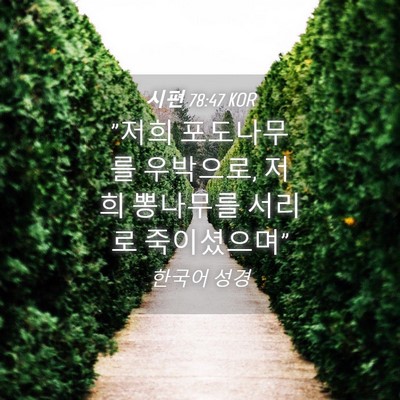 Picture 04 - 시편 78:47 KOR - 