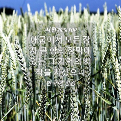 Picture 04 - 시편 78:51 KOR - 애굽에서 모든 장자 곧 함의 장막에 - Bible Verse Picture