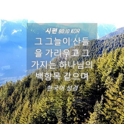 Picture 04 - 시편 80:10 KOR - 그 그늘이 산들을 가리우고 그 - Bible Verse Picture