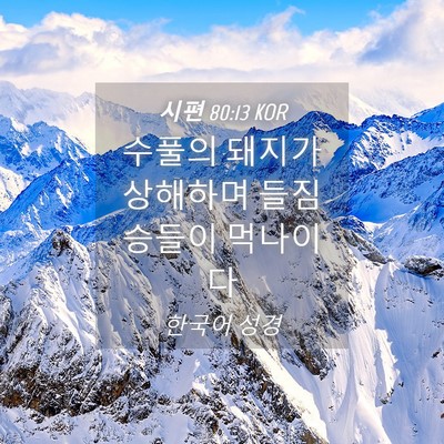 Picture 04 - 시편 80:13 KOR - 수풀의 돼지가 상해하며 들짐승들이 - Bible Verse Picture