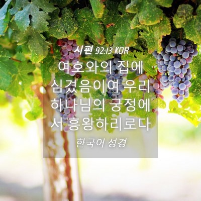 Picture 04 - 시편 92:13 KOR - 여호와의 집에 심겼음이여 우리 - Bible Verse Picture