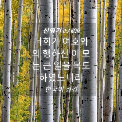 Picture 04 - 신명기 11:7 KOR - 너희가 여호와의 행하신 이 모든 큰 - Bible Verse Picture