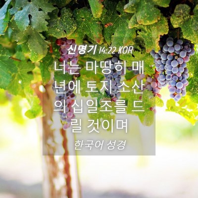 Picture 04 - 신명기 14:22 KOR - 너는 마땅히 매년에 토지 소산의 - Bible Verse Picture