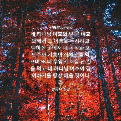 Picture 04 - 신명기 14:23 KOR - 네 하나님 여호와 앞 곧 여호와께서 - Bible Verse Picture