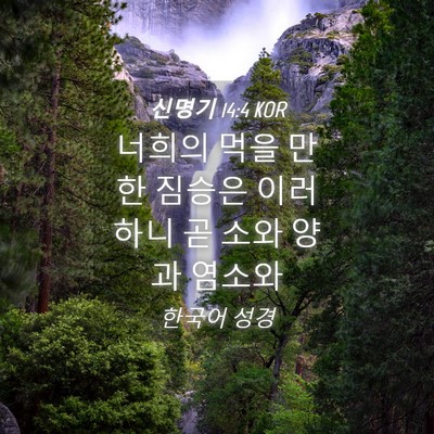 Picture 04 - 신명기 14:4 KOR - 너희의 먹을 만한 짐승은 이러하니 - Bible Verse Picture