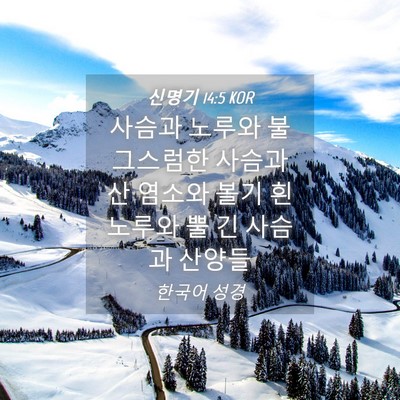 Picture 04 - 신명기 14:5 KOR - 사슴과 노루와 불그스럼한 사슴과 산 - Bible Verse Picture