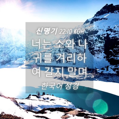 Picture 04 - 신명기 22:10 KOR - 너는 소와 나귀를 겨리하여 갈지 - Bible Verse Picture