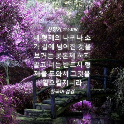 Picture 04 - 신명기 22:4 KOR - 네 형제의 나귀나 소가 길에 넘어진 - Bible Verse Picture