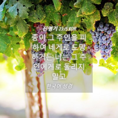 Picture 04 - 신명기 23:15 KOR - 종이 그 주인을 피하여 네게로 - Bible Verse Picture