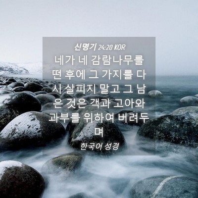 Picture 04 - 신명기 24:20 KOR - 네가 네 감람나무를 떤 후에 그 - Bible Verse Picture