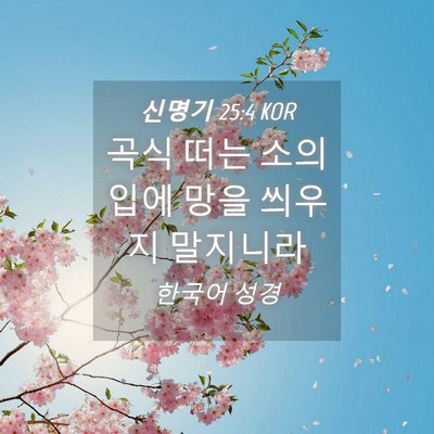 Picture 04 - 신명기 25:4 KOR - 곡식 떠는 소의 입에 망을 씌우지 - Bible Verse Picture