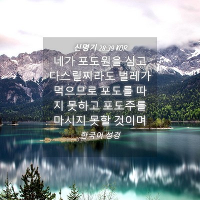 Picture 04 - 신명기 28:39 KOR - 네가 포도원을 심고 다스릴찌라도 - Bible Verse Picture