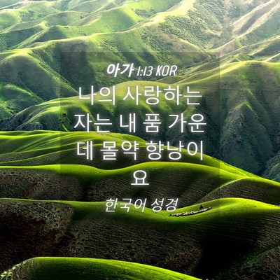 Picture 04 - 아가 1:13 KOR - 나의 사랑하는 자는 내 품 가운데 - Bible Verse Picture