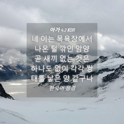 Picture 04 - 아가 4:2 KOR - 네 이는 목욕장에서 나온 털 깎인 - Bible Verse Picture