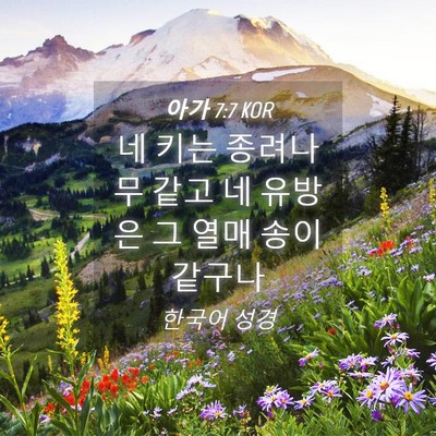 Picture 04 - 아가 7:7 KOR - 네 키는 종려나무 같고 네 유방은 그 - Bible Verse Picture