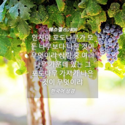 Picture 04 - 에스겔 15:2 KOR - 인자야 포도나무가 모든 나무보다 - Bible Verse Picture