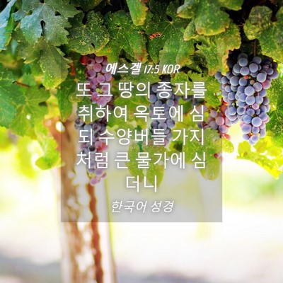 Picture 04 - 에스겔 17:5 KOR - 또 그 땅의 종자를 취하여 옥토에 - Bible Verse Picture