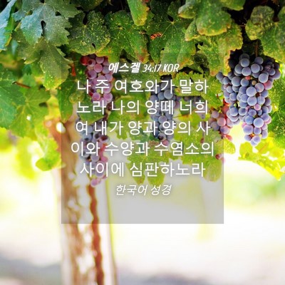 Picture 04 - 에스겔 34:17 KOR - 나 주 여호와가 말하노라 나의 양떼 - Bible Verse Picture