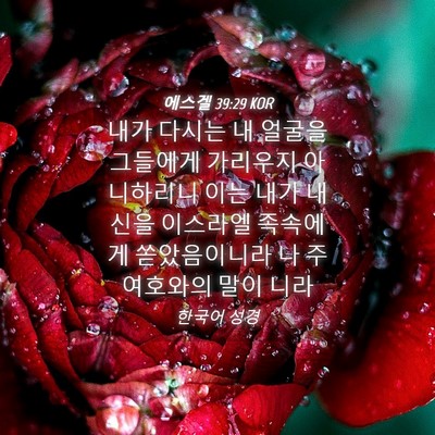 Picture 04 - 에스겔 39:29 KOR - 내가 다시는 내 얼굴을 그들에게 - Bible Verse Picture