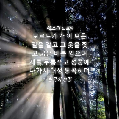 Picture 04 - 에스더 4:1 KOR - 모르드개가 이 모든 일을 알고 그 - Bible Verse Picture