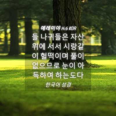 Picture 04 - 예레미야 14:6 KOR - 들 나귀들은 자산 위에 서서 - Bible Verse Picture
