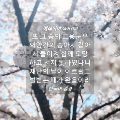 Picture 04 - 예레미야 46:21 KOR - 또 그 중의 고용군은 외양간의 - Bible Verse Picture