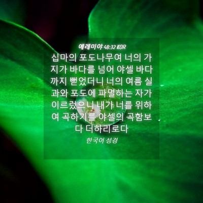 Picture 04 - 예레미야 48:32 KOR - 십마의 포도나무여 너의 가지가 - Bible Verse Picture