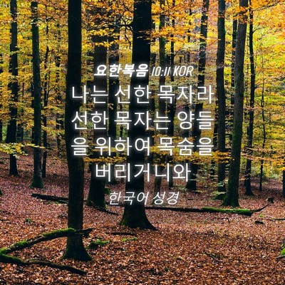 Picture 04 - 요한복음 10:11 KOR - 나는 선한 목자라 선한 목자는 - Bible Verse Picture