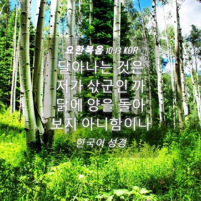 Picture 04 - 요한복음 10:13 KOR - 달아나는 것은 저가 삯군인 까닭에 - Bible Verse Picture