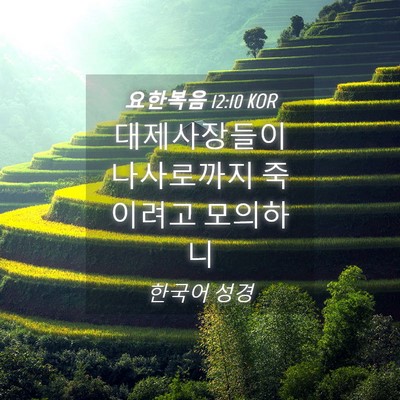 Picture 04 - 요한복음 12:10 KOR - 대제사장들이 나사로까지 죽이려고 - Bible Verse Picture