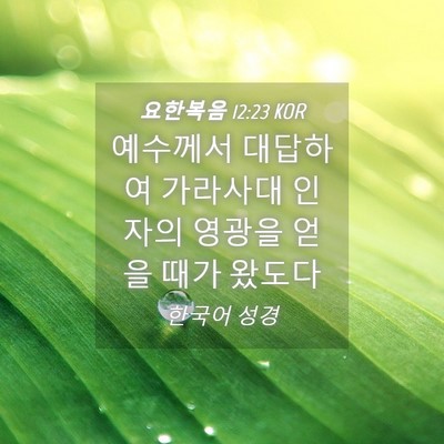 Picture 04 - 요한복음 12:23 KOR - 예수께서 대답하여 가라사대 인자의 - Bible Verse Picture