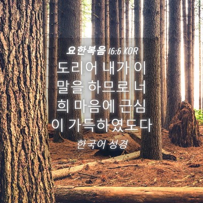 Picture 04 - 요한복음 16:6 KOR - 도리어 내가 이 말을 하므로 너희 - Bible Verse Picture