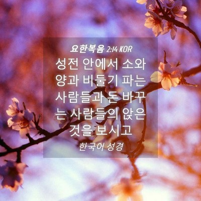 Picture 04 - 요한복음 2:14 KOR - 성전 안에서 소와 양과 비둘기 파는 - Bible Verse Picture