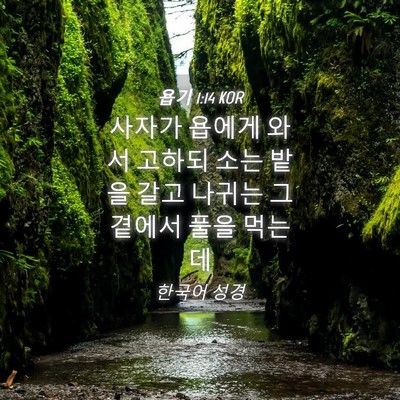 Picture 04 - 욥기 1:14 KOR - 사자가 욥에게 와서 고하되 소는 - Bible Verse Picture