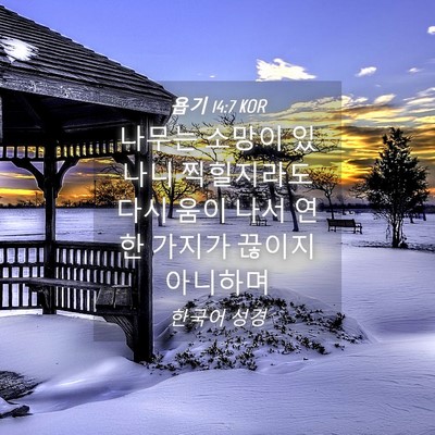 Picture 04 - 욥기 14:7 KOR - 나무는 소망이 있나니 찍힐지라도 - Bible Verse Picture
