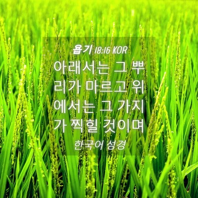 Picture 04 - 욥기 18:16 KOR - 아래서는 그 뿌리가 마르고 위에서는 - Bible Verse Picture