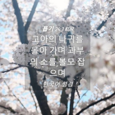 Picture 04 - 욥기 24:3 KOR - 고아의 나귀를 몰아 가며 과부의 - Bible Verse Picture