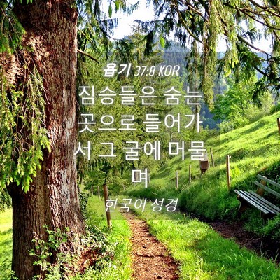 Picture 04 - 욥기 37:8 KOR - 짐승들은 숨는 곳으로 들어가서 그 - Bible Verse Picture