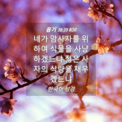 Picture 04 - 욥기 38:39 KOR - 네가 암사자를 위하여 식물을 - Bible Verse Picture