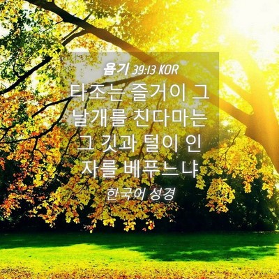 Picture 04 - 욥기 39:13 KOR - 타조는 즐거이 그 날개를 친다마는 - Bible Verse Picture