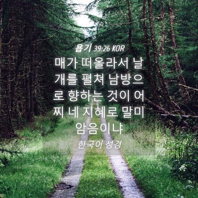Picture 04 - 욥기 39:26 KOR - 매가 떠올라서 날개를 펼쳐 남방으로 - Bible Verse Picture