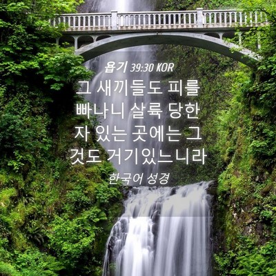 Picture 04 - 욥기 39:30 KOR - 그 새끼들도 피를 빠나니 살륙 당한 - Bible Verse Picture
