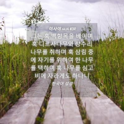 Picture 04 - 이사야 44:14 KOR - 그는 혹 백향목을 베이며 혹 - Bible Verse Picture