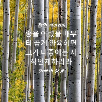 Picture 04 - 잠언 29:21 KOR - 종을 어렸을 때부터 곱게 양육하면 - Bible Verse Picture