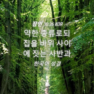 Picture 04 - 잠언 30:26 KOR - 약한 종류로되 집을 바위 사이에 - Bible Verse Picture